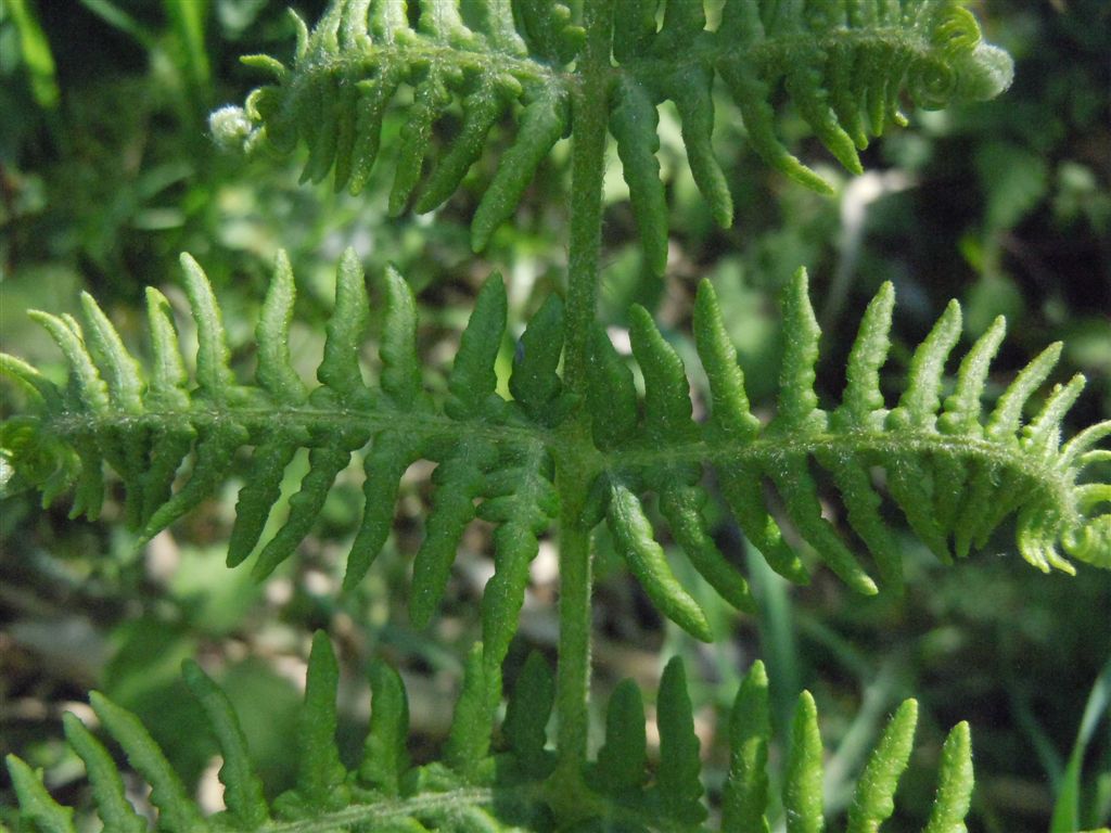 Che pianta ? Pteridium aquilinum